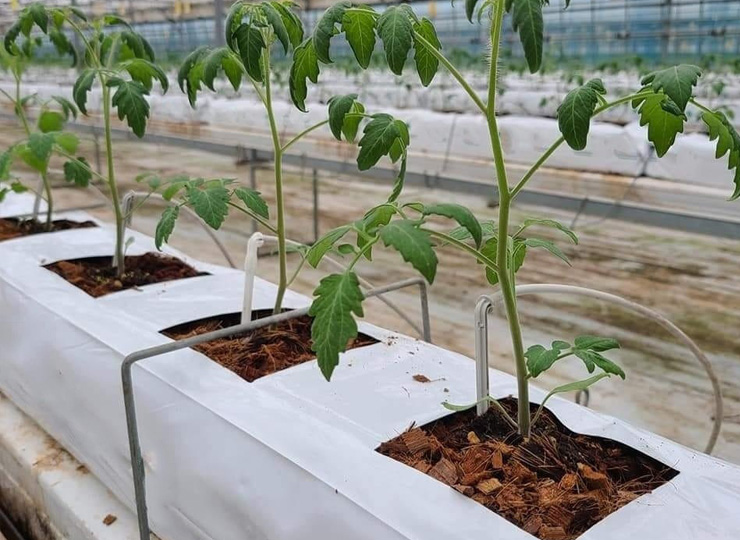 coco-growbags-img-3