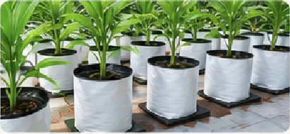 Coco peat growbags with green plants