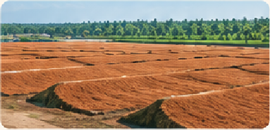 Coco peat drying yard